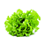 lettuce