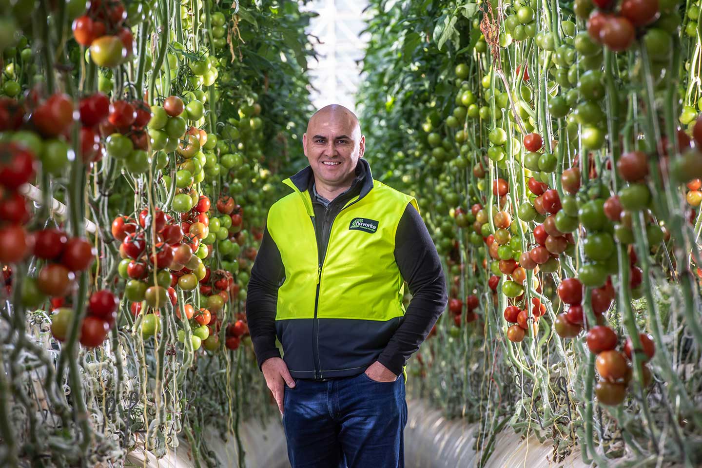 Sam Kisvarda, Chief Marketing Officer at Flavorite Group, smiling in a high-visibility vest while standing between rows of ripening tomatoes in a large glasshouse.