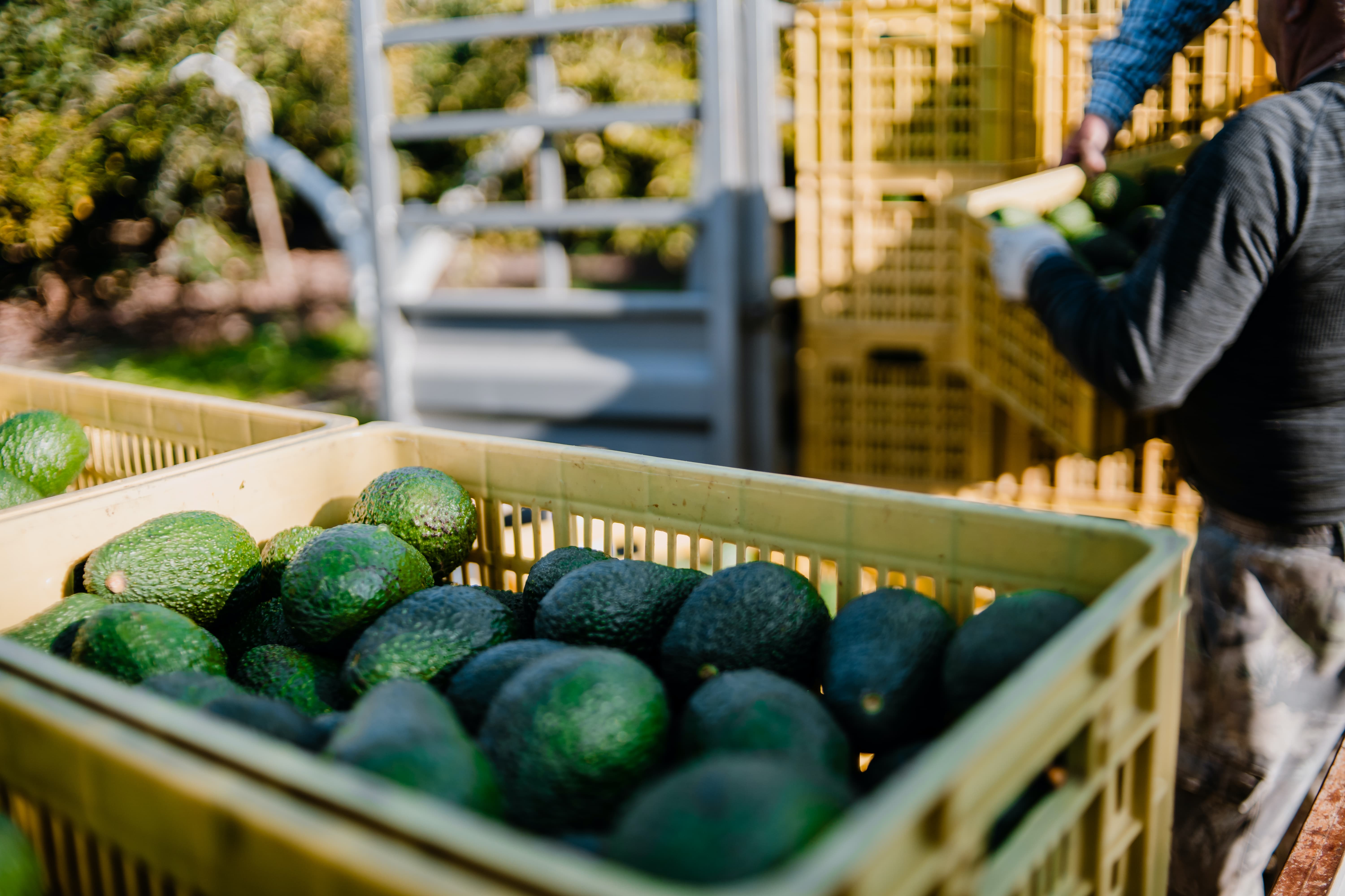 Theprivateavocado: From Farm To Table - nymyt6y