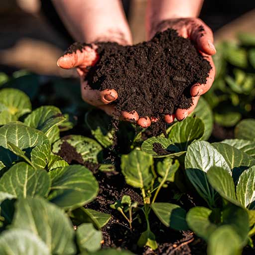 Hands holding and sprinkling dark soil over leafy green plants.
