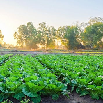 field of leafy greens with trees in background