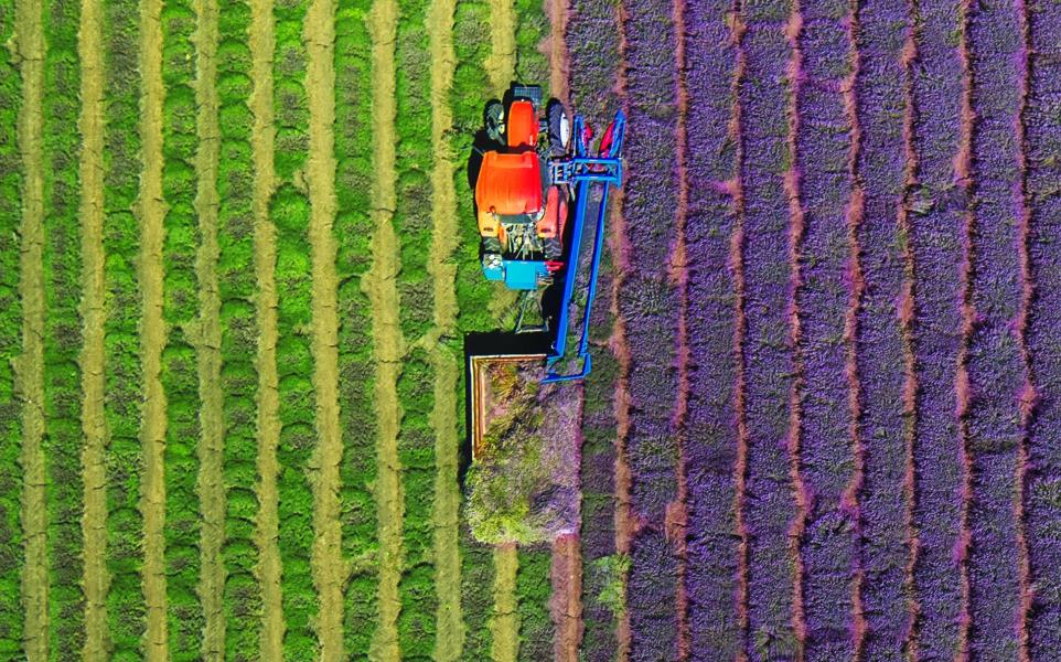Overhead shot of a tractor harvesting lavender field