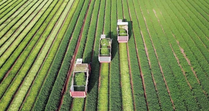 Three combine harvesters harvesting parsley in a green agricultural field.