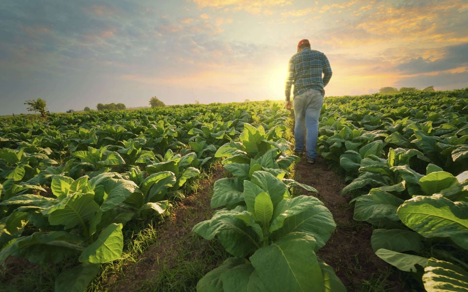 Man standing in a field at sunset.