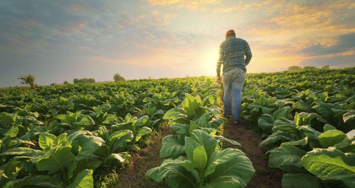 Man standing in a field at sunset.