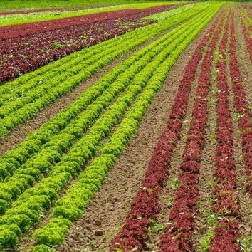 fields of greens