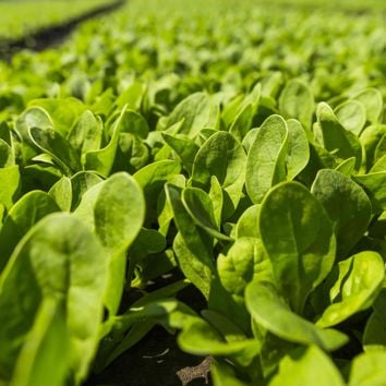 Baby spinach in the field