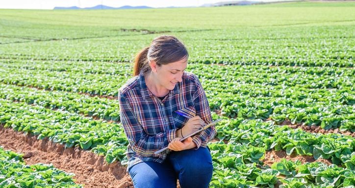 Woman taking notes in a lettuce field on a sunny day.
