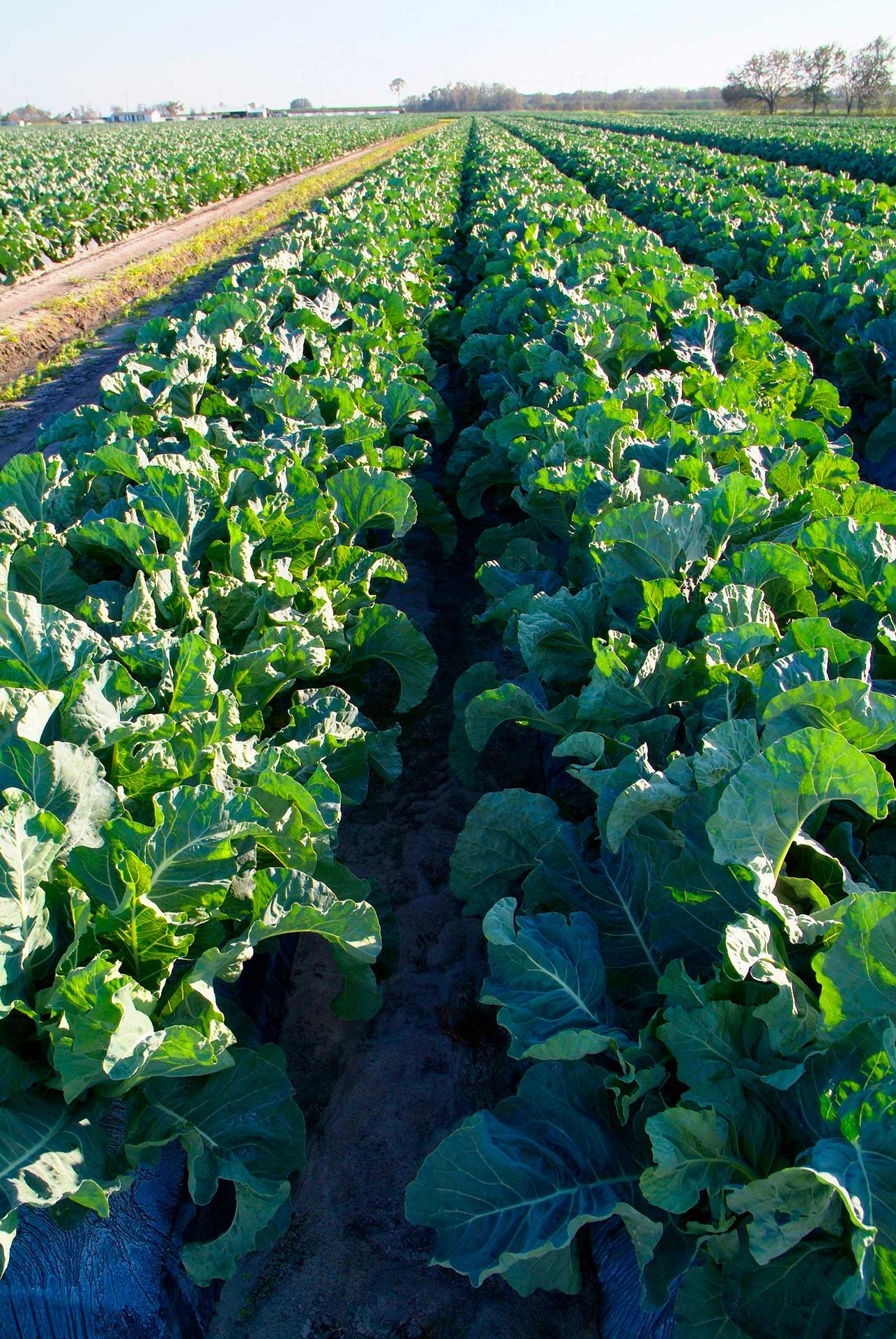 A field of collard greens arranged in rows, with a dirt path running between them on a sunny day.