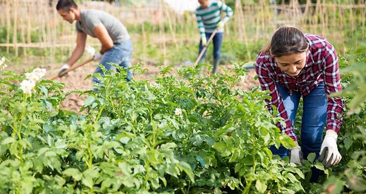 Hispanic female gardener picking potato beetles from young bushes in her small garden on sunny spring day