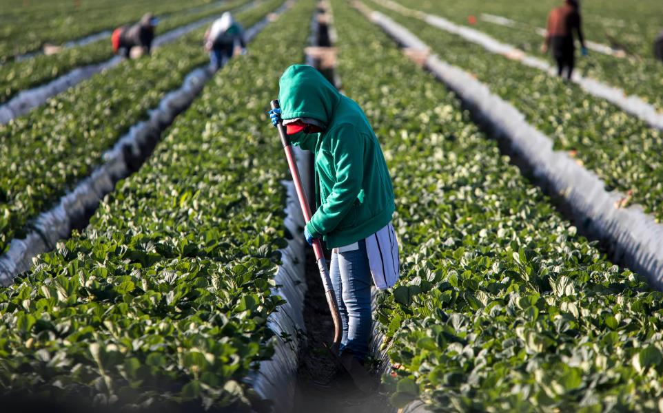 immigrant worker working in a strawberry field with fellow workers in the background
