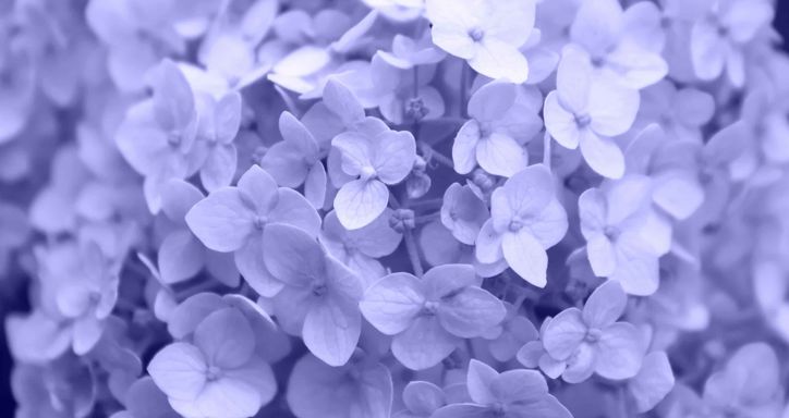 Hydrangea and color of the year 2022 from pantone.