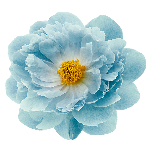 turquoise peony flower isolated on a white background