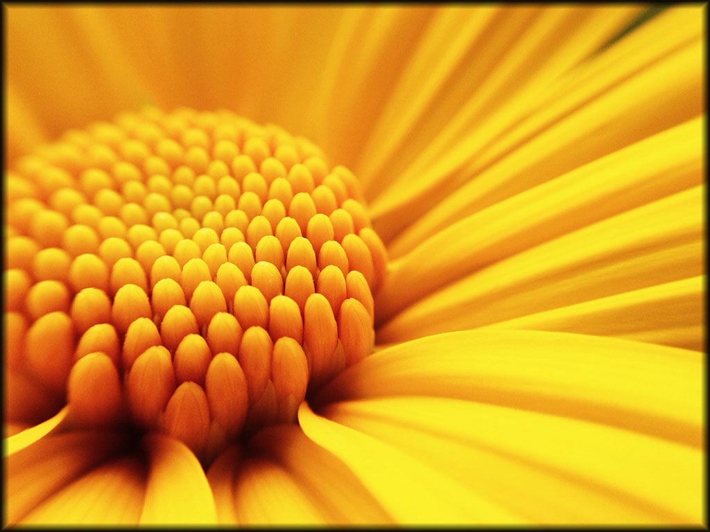 Macro shot yellow flower background