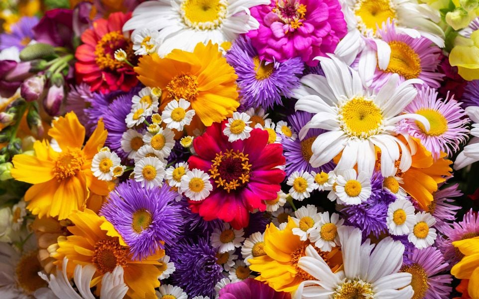 closeup of many various types of colorful flowers