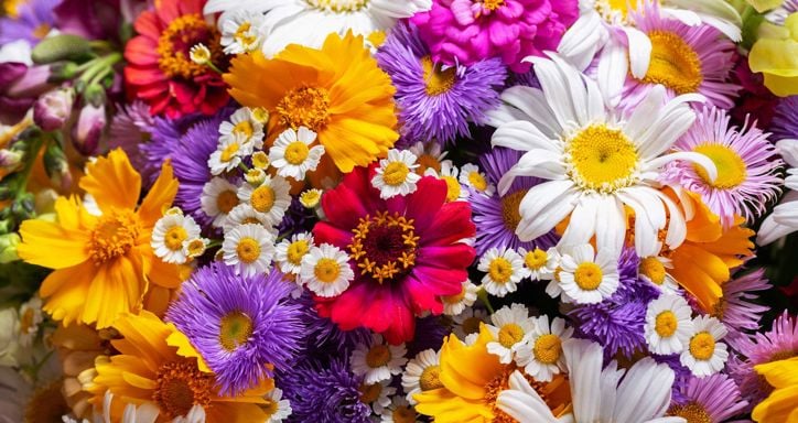 closeup of many various types of colorful flowers