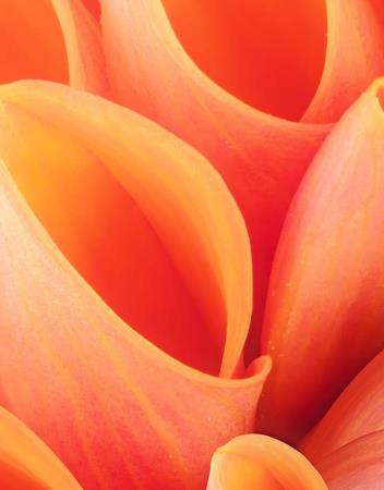 Orange flower petals, close up and macro of chrysanthemum