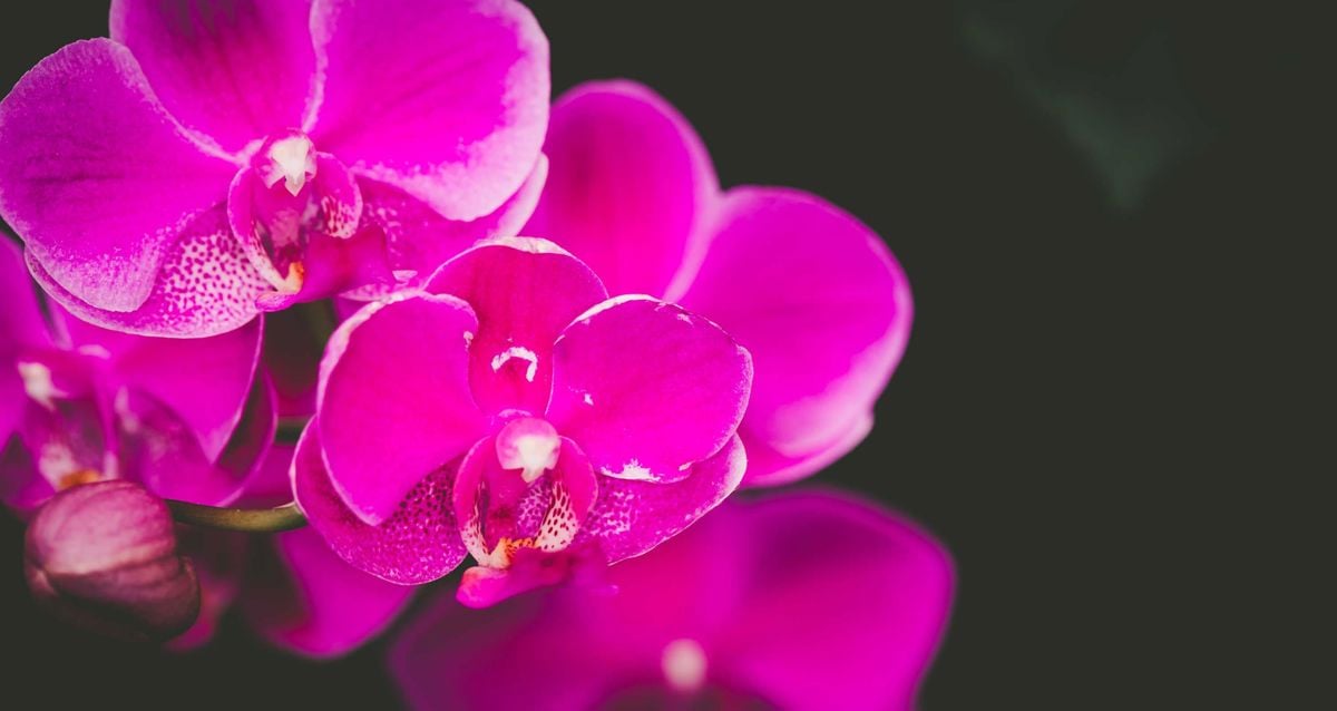 Increasing Floral Sales in Supermarkets