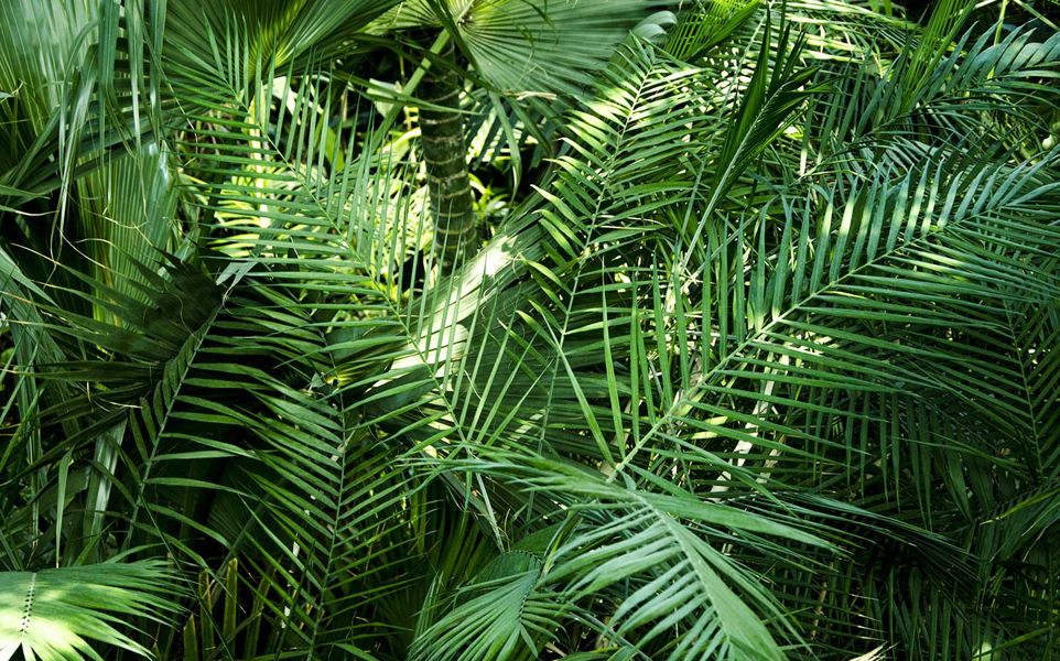 A dense arrangement of various green palm leaves overlapping in a tropical setting, featuring a mix of textures and shades.
