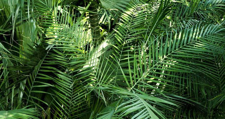 A dense arrangement of various green palm leaves overlapping in a tropical setting, featuring a mix of textures and shades.