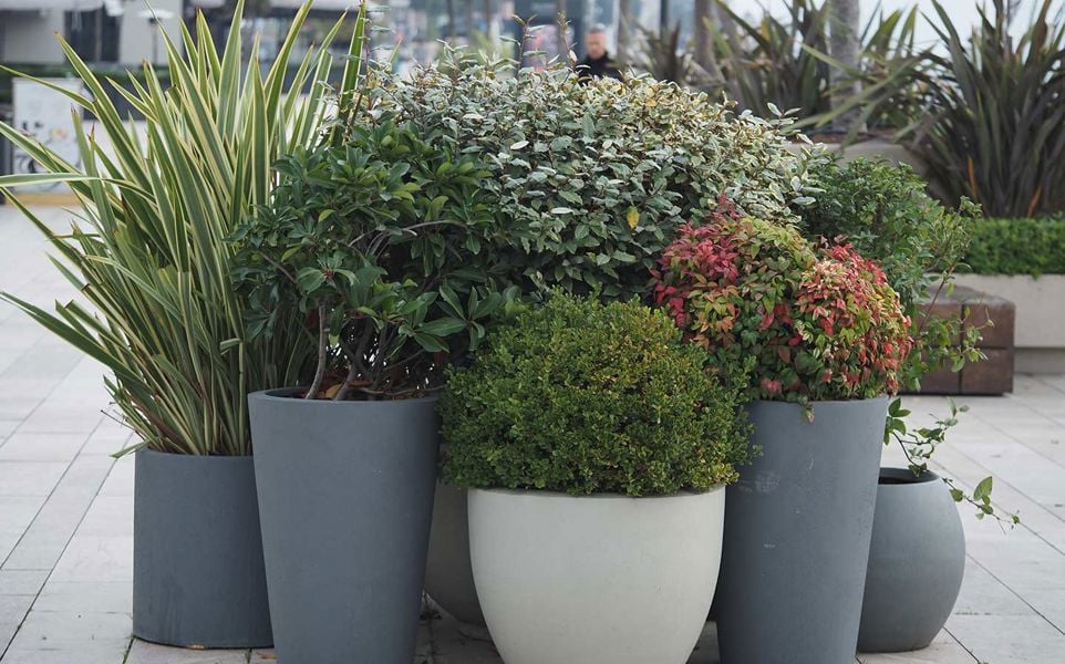 A cluster of potted plants in gray and white planters, featuring tall grasses and colorful foliage, arranged on a stone-paved surface in an outdoor urban setting.