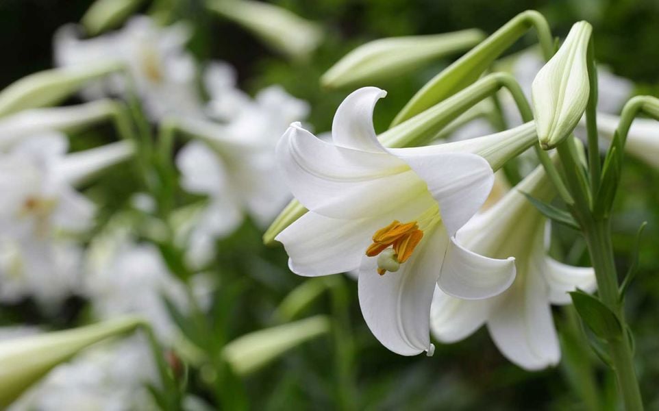 Close-up of white lilies with orange stamens against green foliage.