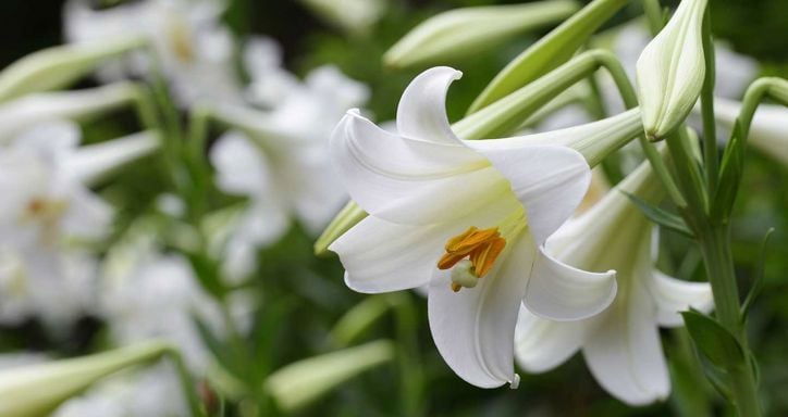 Close-up of white lilies with orange stamens against green foliage.