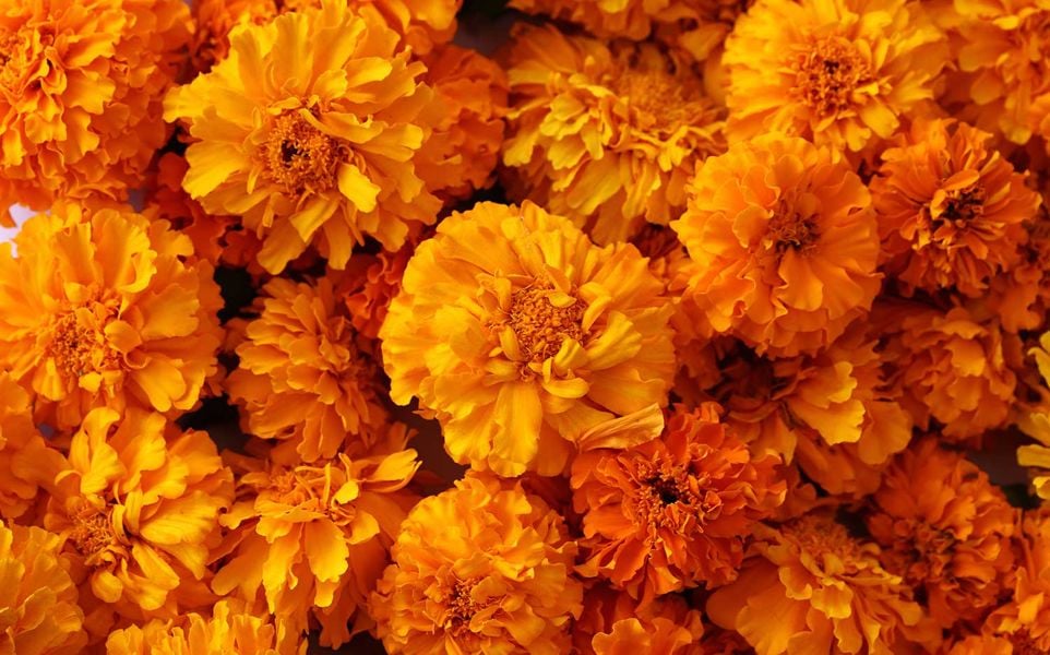 Close-up of a cluster of vibrant orange and yellow marigold flowers.