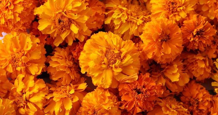 Close-up of a cluster of vibrant orange and yellow marigold flowers.