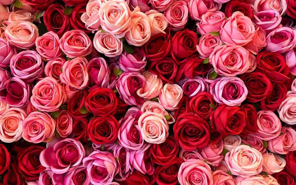 Top down view of many roses of various shades of red and pink