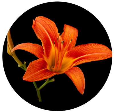 Orange lily flower, Lilium, isolated on black