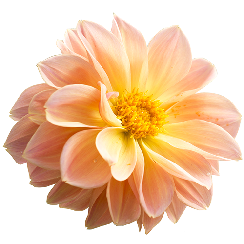 Dahlia flower with sun light,isolated on white