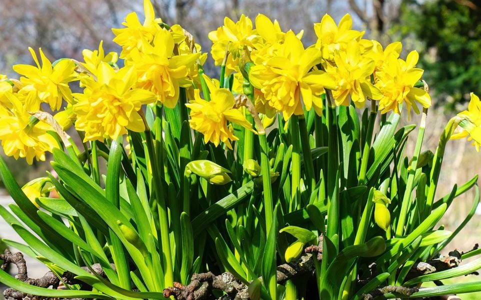 A terracotta pot filled with blooming yellow daffodils and dark green leaves.