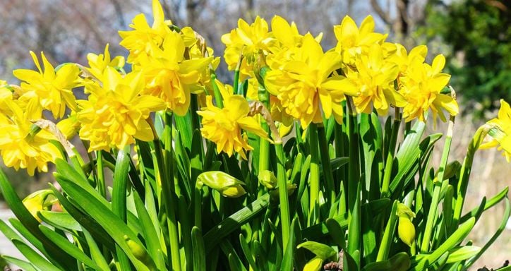 A terracotta pot filled with blooming yellow daffodils and dark green leaves.