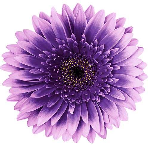 Purple flower on isolated white background