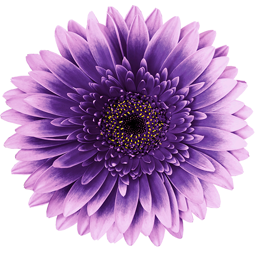 Purple flower on isolated white background