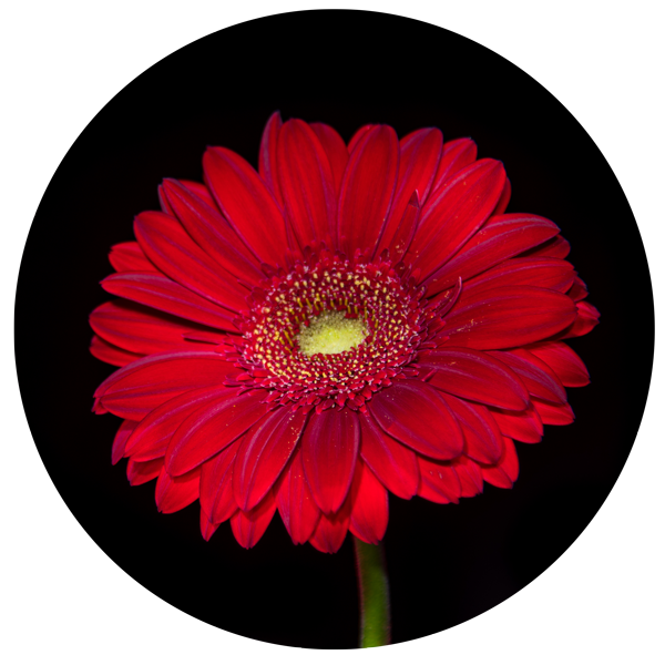 Red Gerber Daisy with black background