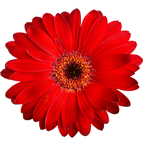 Red isolated flower on white background