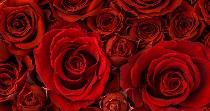 Macro shot of a bunch of red roses