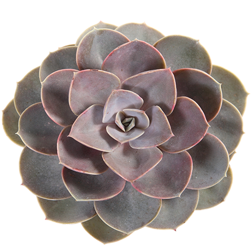 Isolated succulent on white background