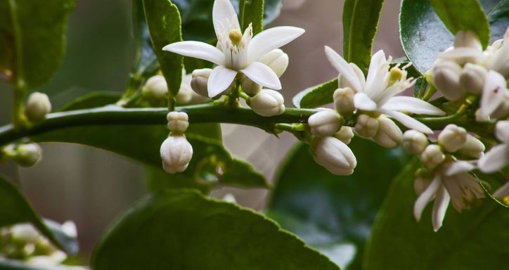Flowers of the Olive tree