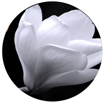 Macro image of a white flower.