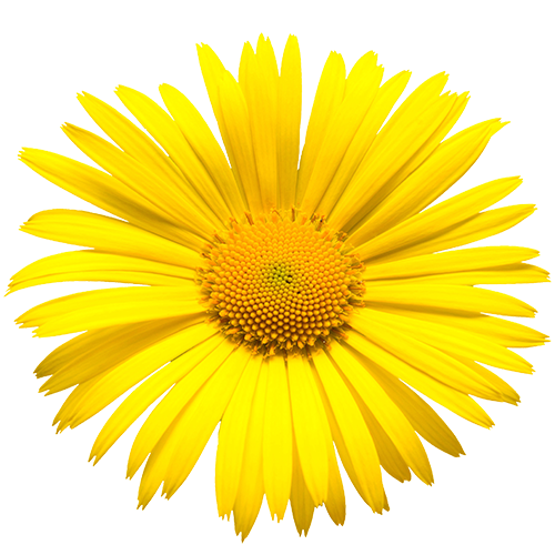 Yellow isoloated flower on white background