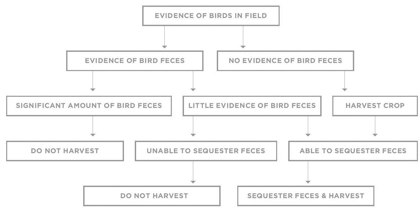 Bird-presence-decision-tree.jpg