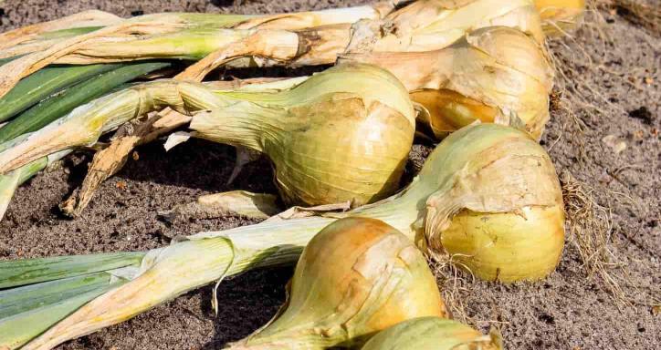 hand picked yellow onions dry in the sun