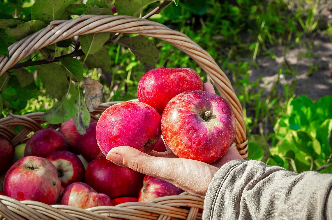 Girl's hand holds three apples in the summer garden during the harvest. In the background is a wicker basket full of harvested apples.