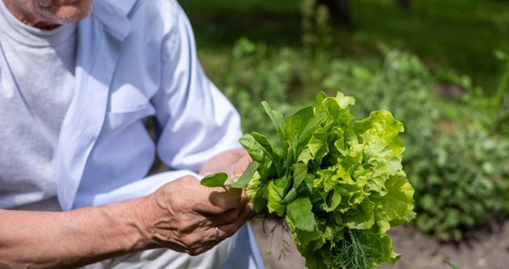 Person holding a bunch of fresh green leaves, including lettuce and dill, in a garden setting.