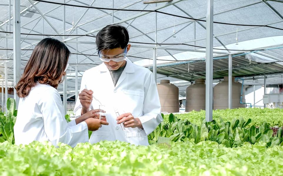 Man and woman scientist inspect and sample lettuce in greenhouse, surrounded by different types of greens.