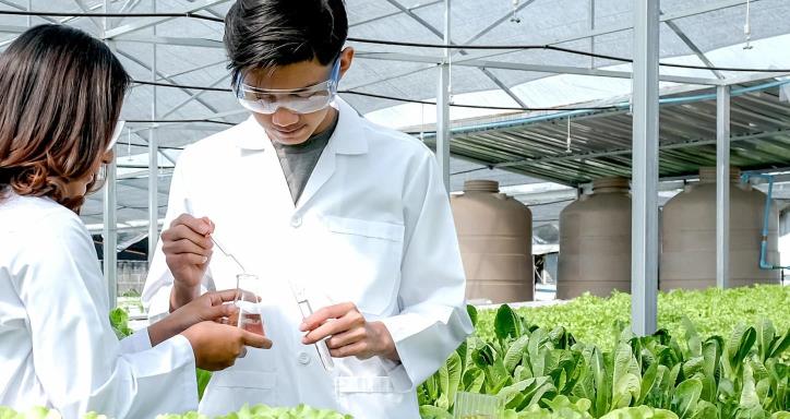 Man and woman scientist inspect and sample lettuce in greenhouse, surrounded by different types of greens.