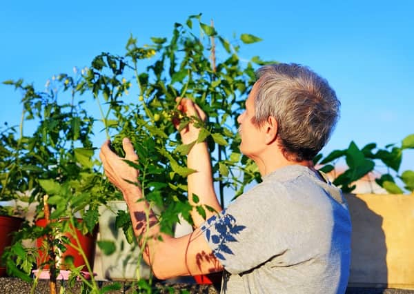 Man examines his tomato plants